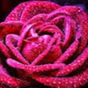 Meet your Posher, Rose